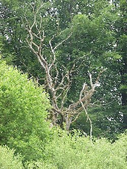umwelt_baum.JPG (302968 Byte)