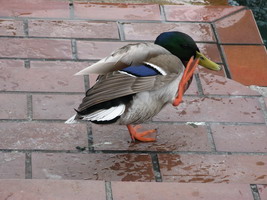 Ente
